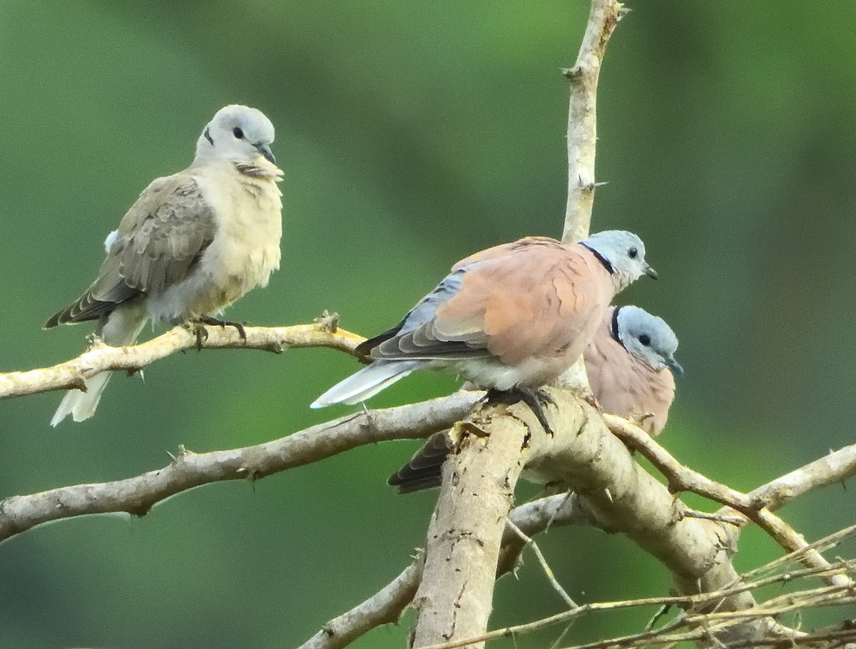 Red Collared-Dove - ML352612261