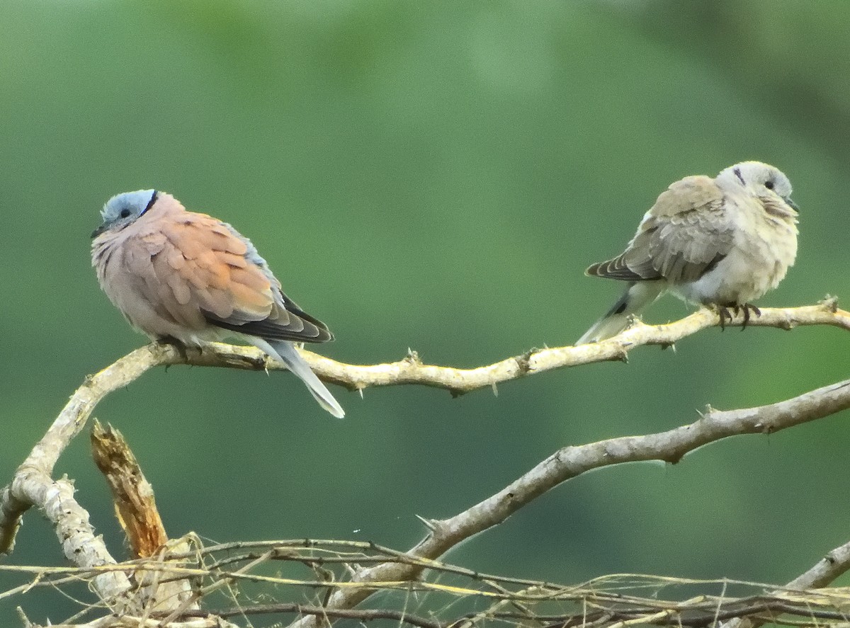 Red Collared-Dove - ML352612271