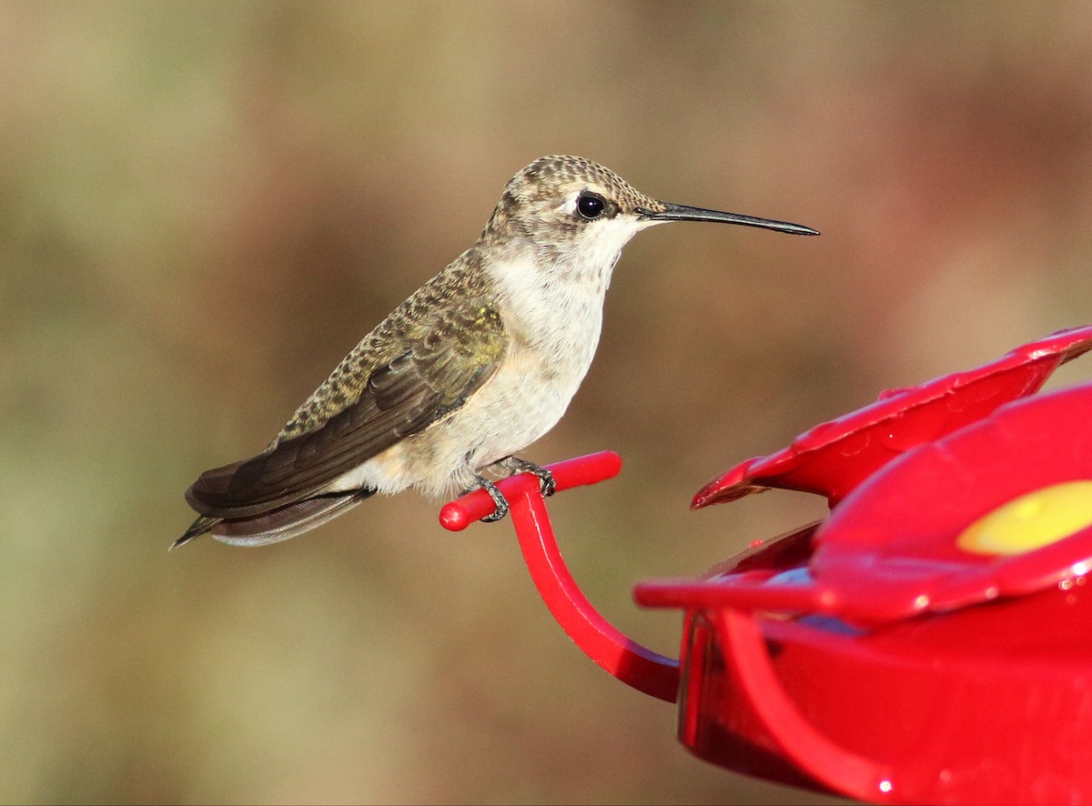 Black-chinned Hummingbird - Paul Fenwick