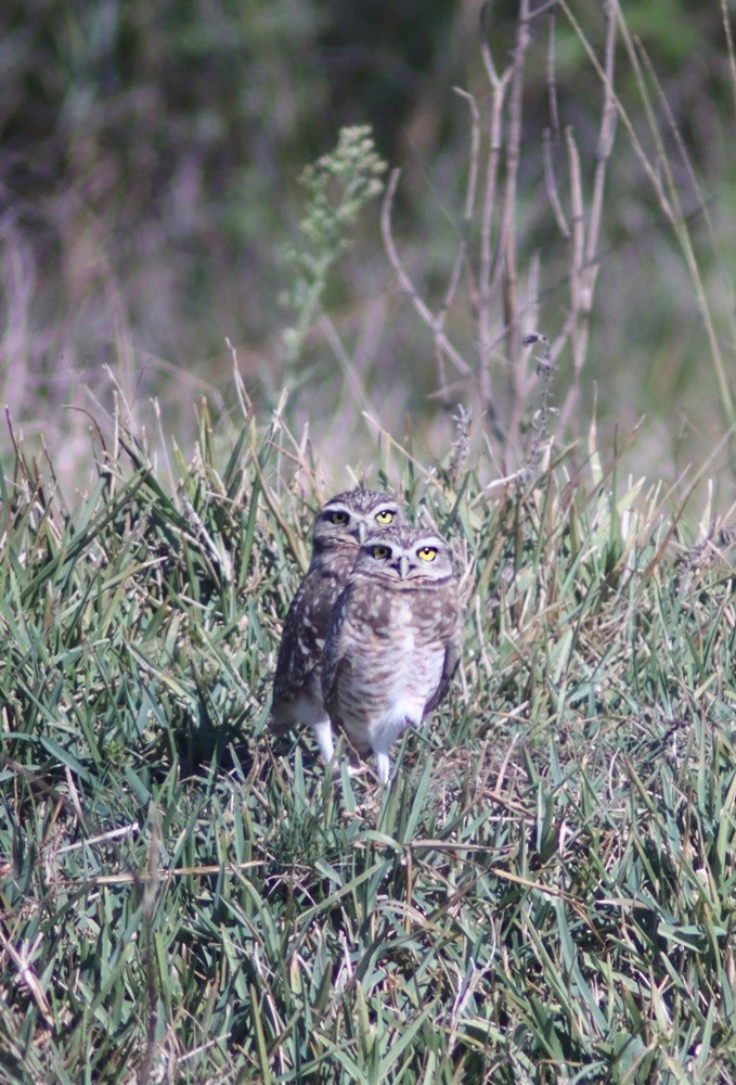Burrowing Owl - ML352612641