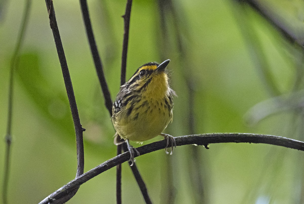 Yellow-browed Antbird - ML352613681