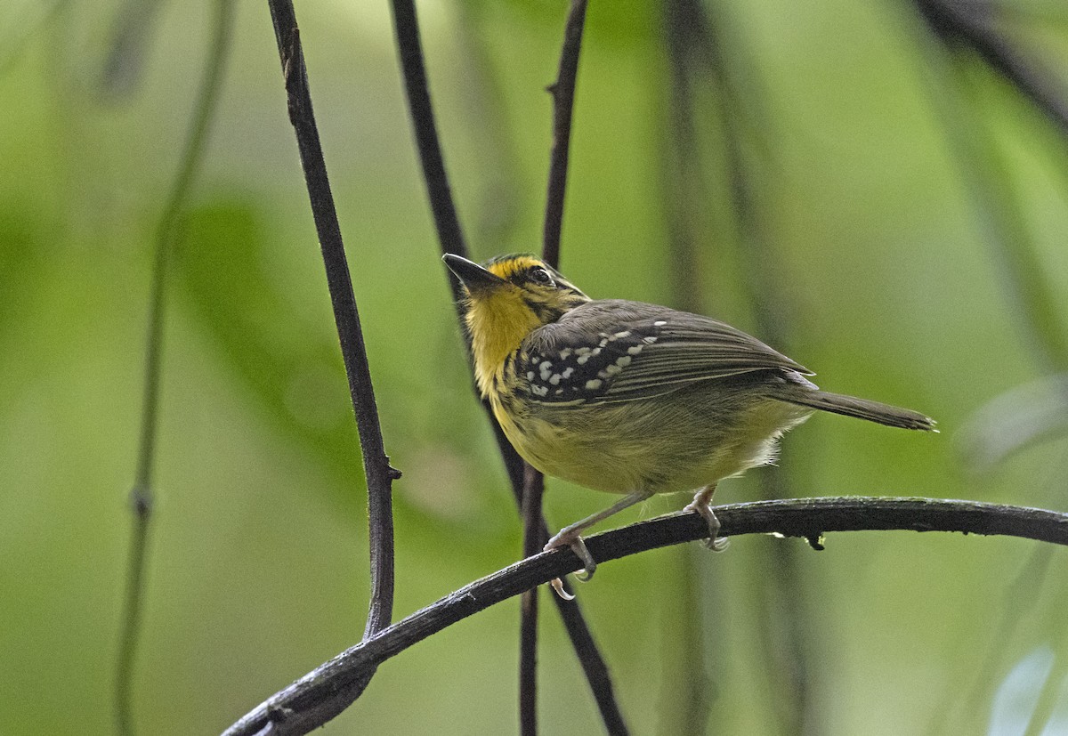 Yellow-browed Antbird - ML352613781