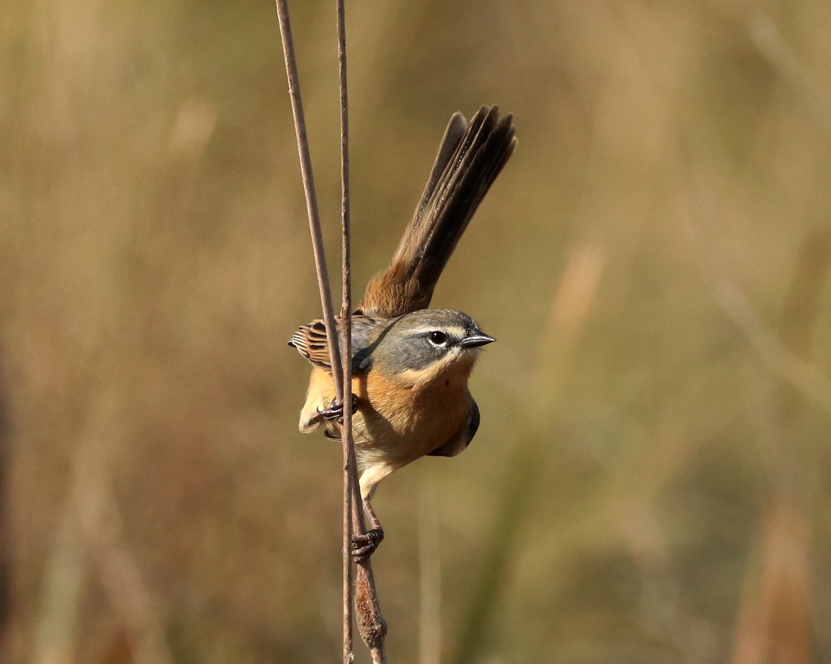 Long-tailed Reed Finch - ML352614621