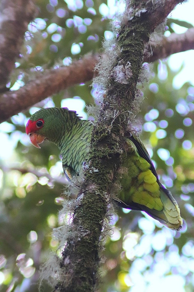 Red-spectacled Parrot - ML352614891