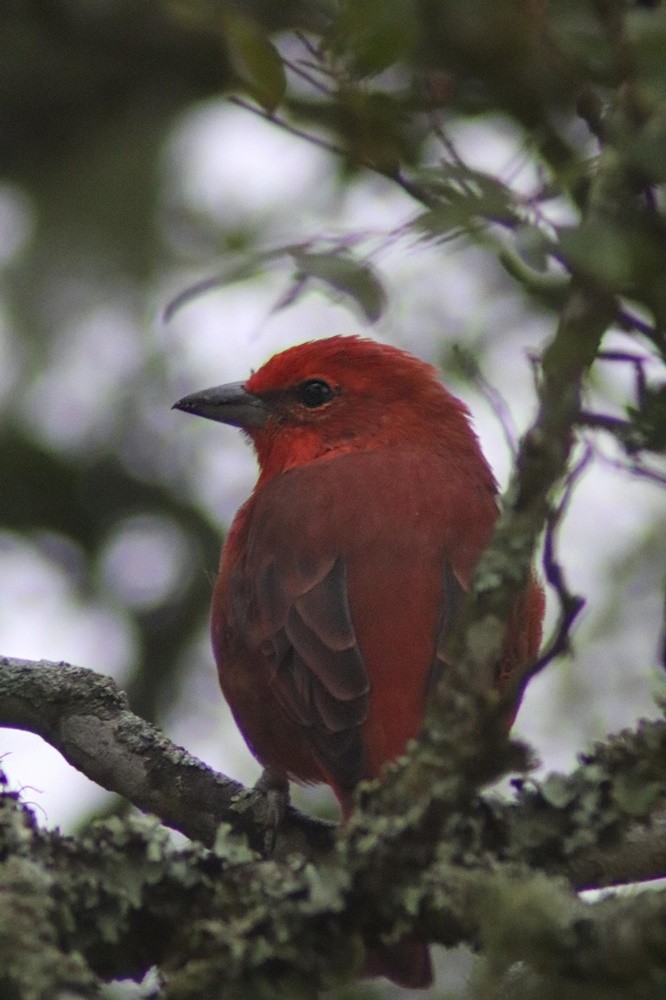 Hepatic Tanager (Lowland) - ML352615501