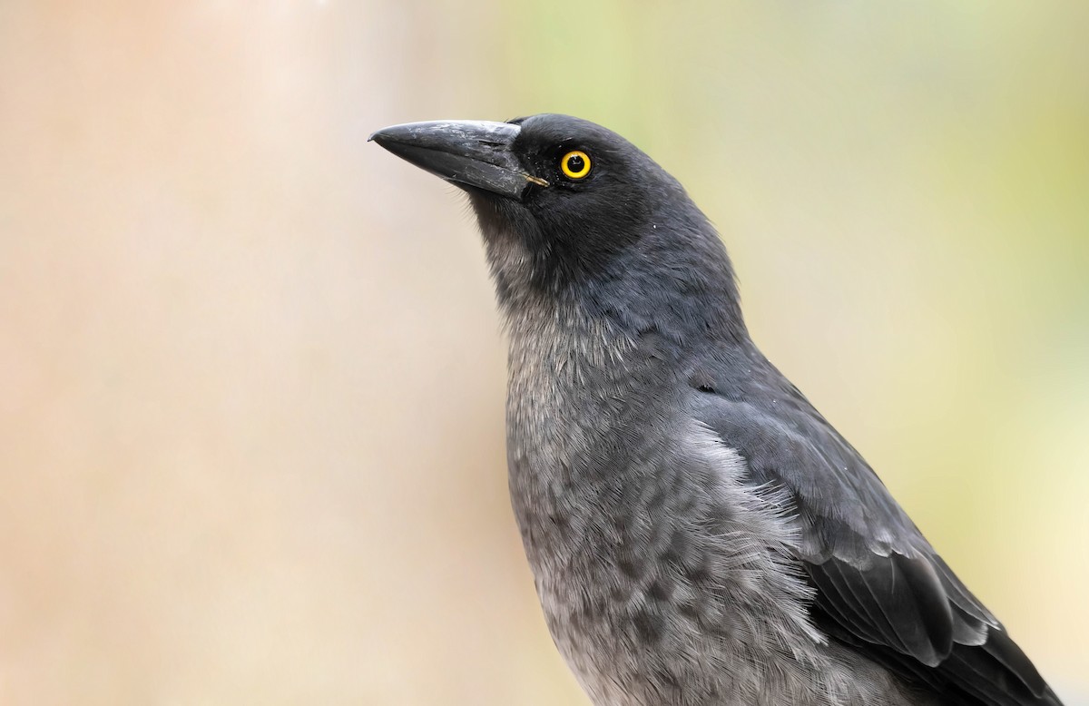 Pied Currawong - ML352619641