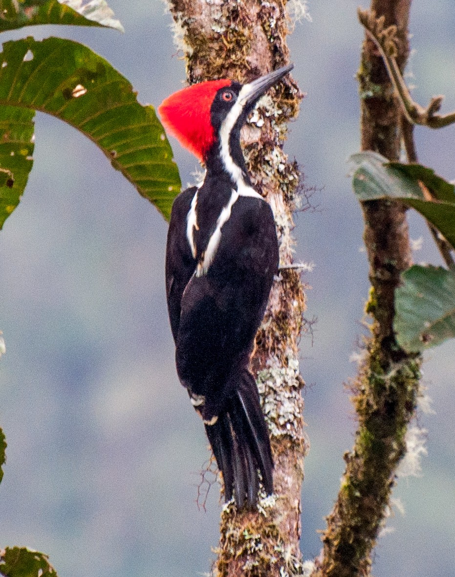 Powerful Woodpecker - ML35261981