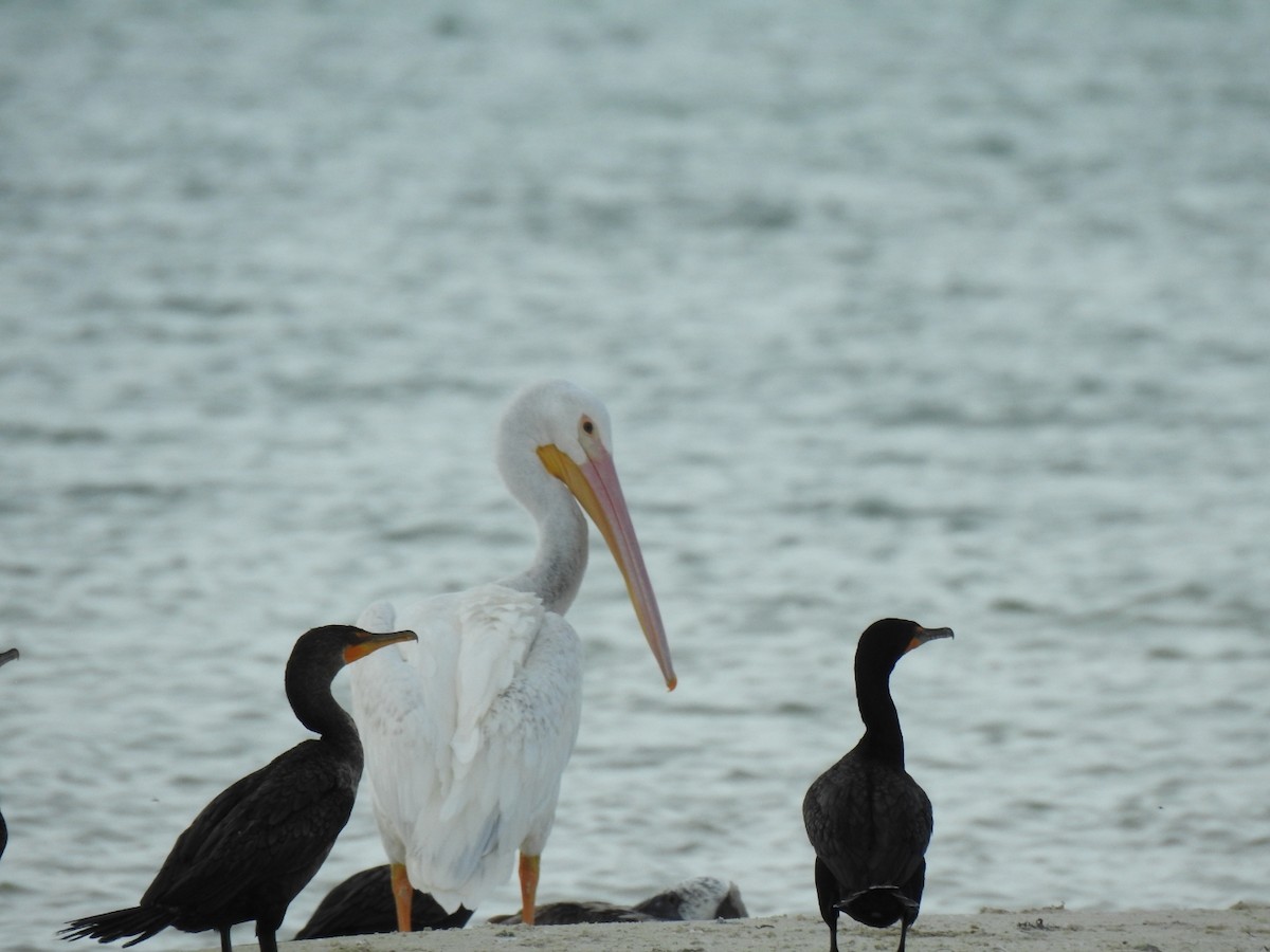 pelikán severoamerický - ML352621011