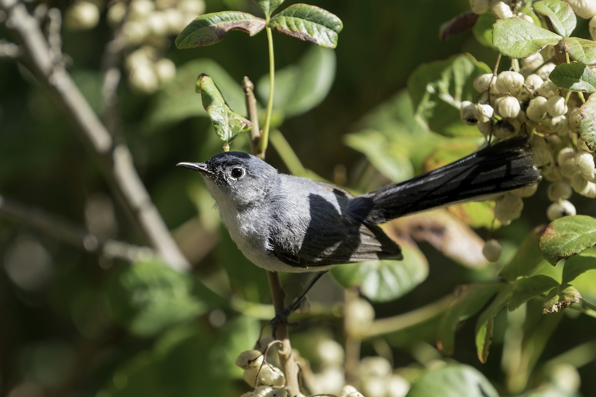 Blue-gray Gnatcatcher (obscura Group) - ML352626061