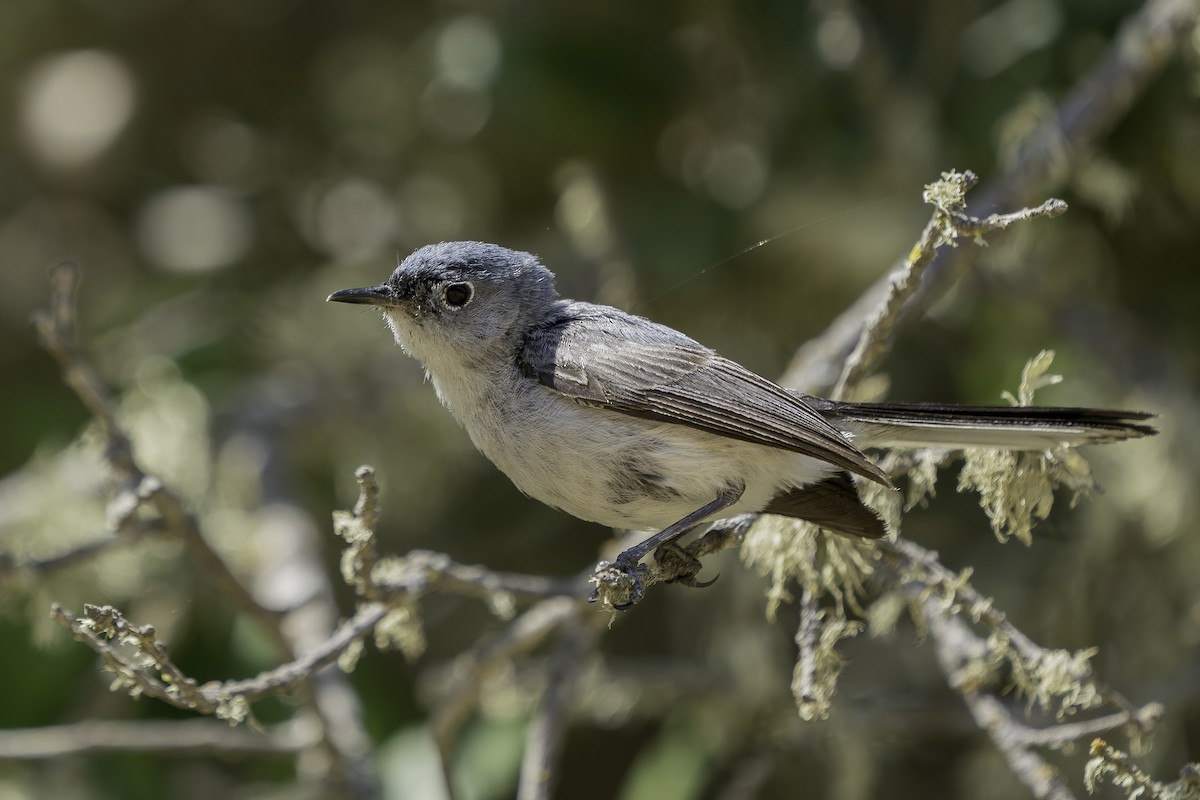 Blue-gray Gnatcatcher (obscura Group) - ML352626071