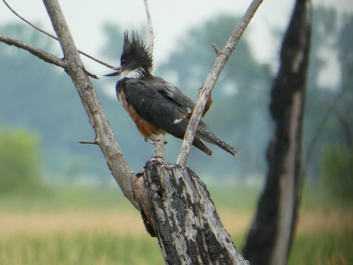 Belted Kingfisher - ML352628891