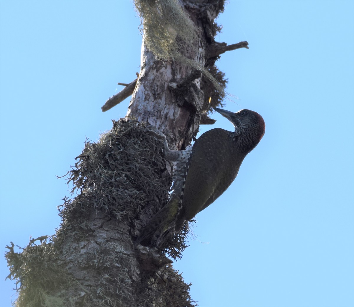 Eurasian Green Woodpecker - ML352631651