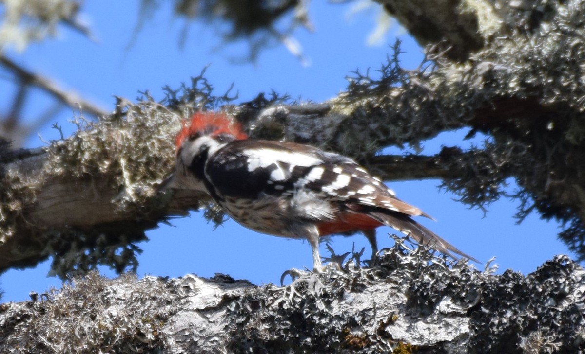 Middle Spotted Woodpecker - ML352634921