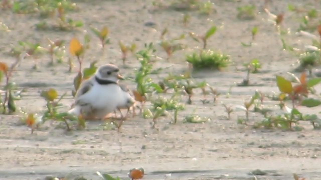 Piping Plover - ML352637911