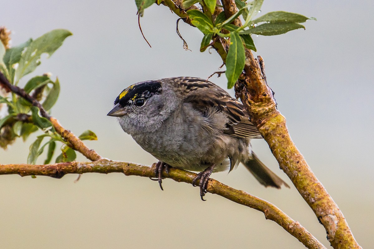 Golden-crowned Sparrow - graichen & recer