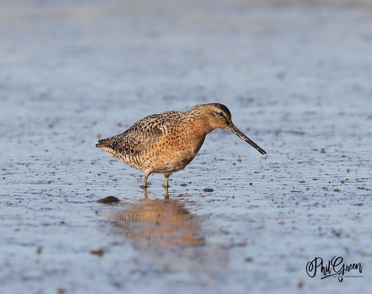 Long-billed Dowitcher - Phil Green