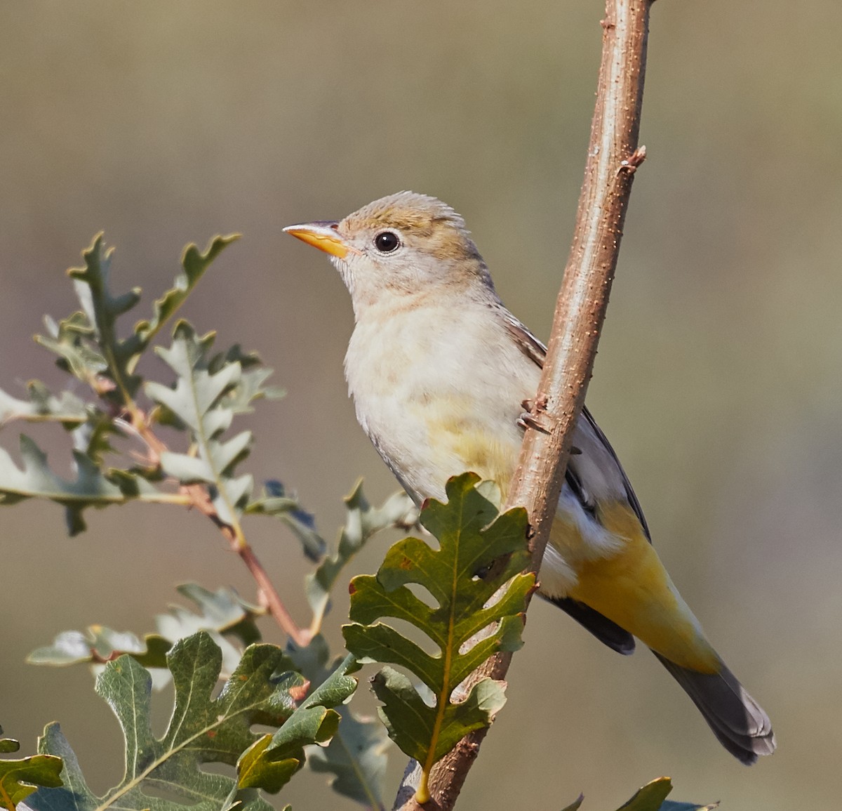 Western Tanager - ML35265001