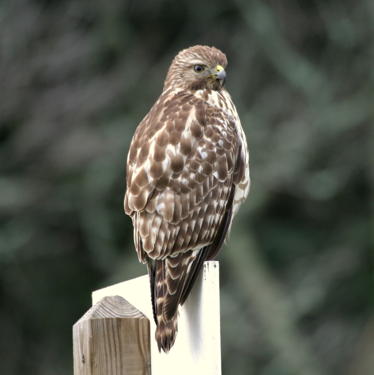 Red-shouldered Hawk (lineatus Group) - Pierre Howard