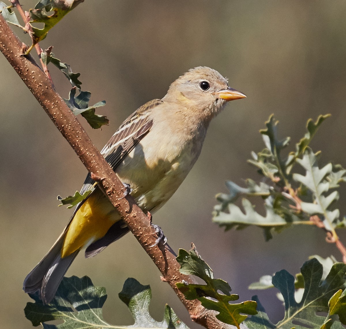 Western Tanager - ML35265021