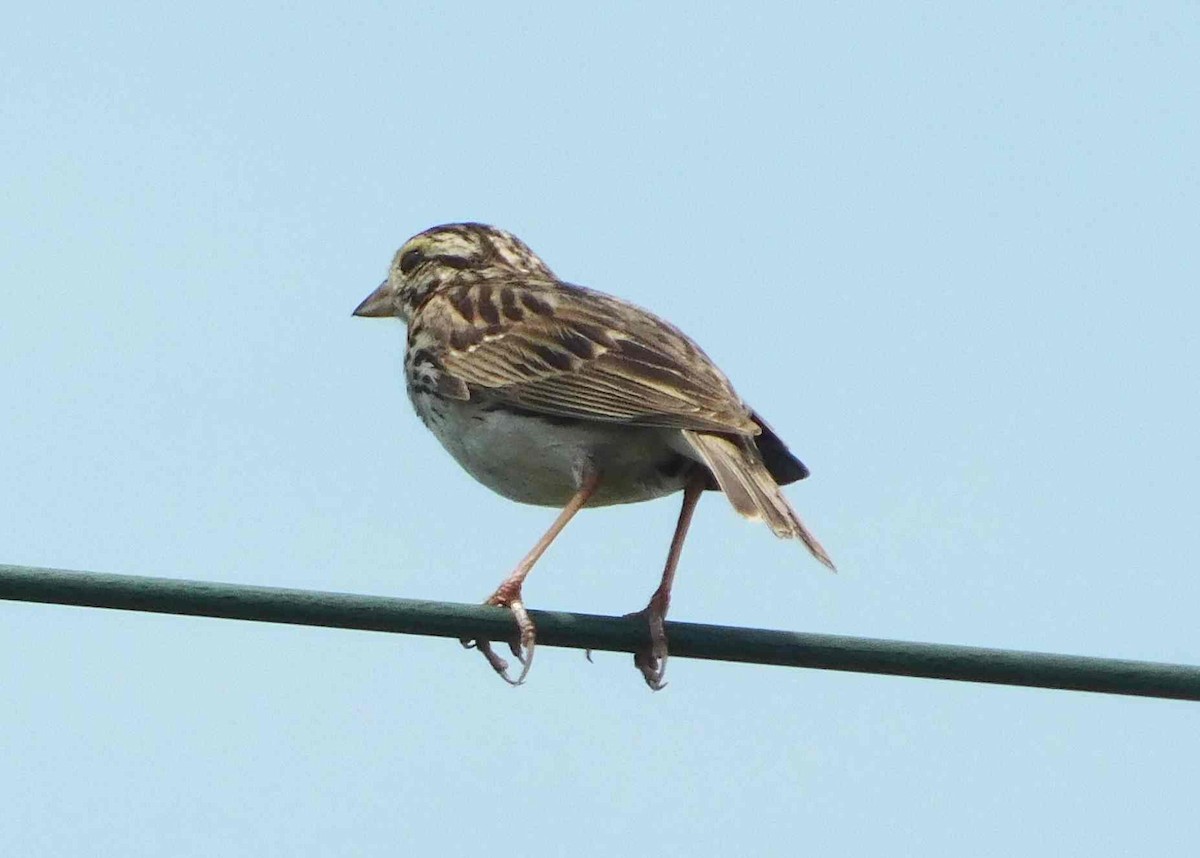Savannah Sparrow - ML352653201