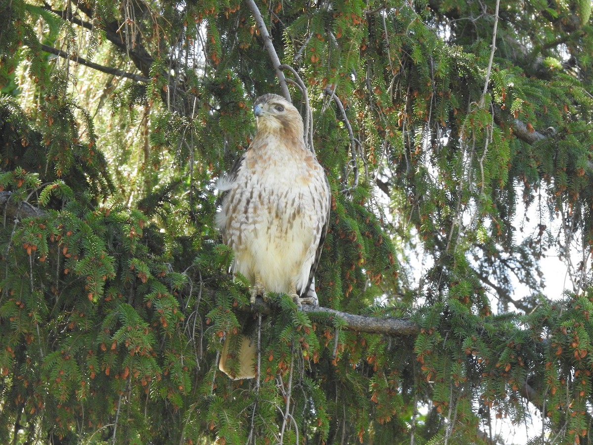 Red-tailed Hawk - ML352657731