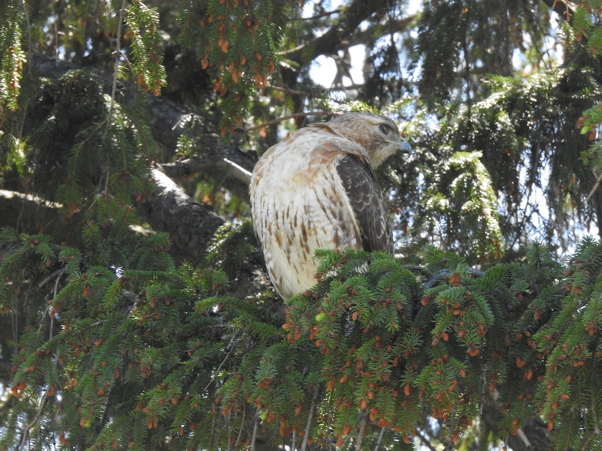 Red-tailed Hawk - ML352657751