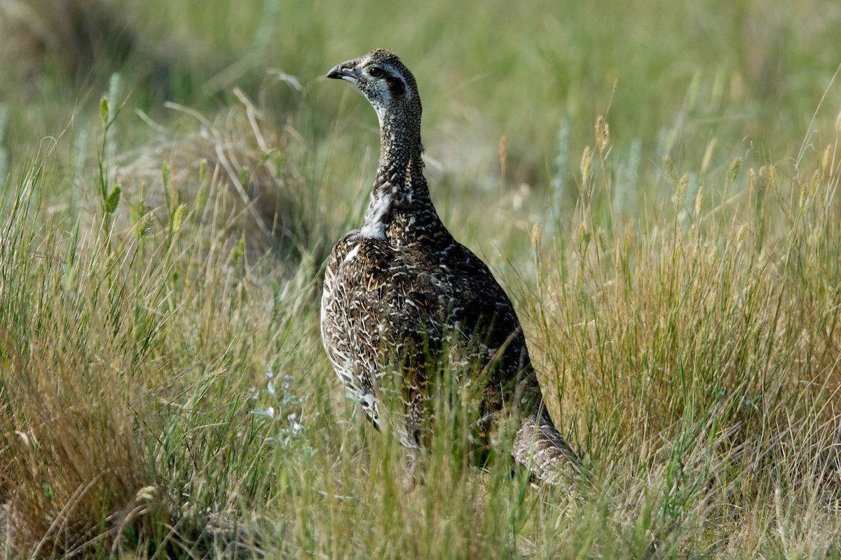 Greater Sage-Grouse - Kenny Miller