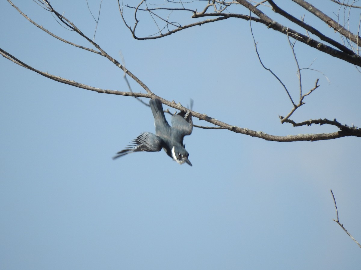 Belted Kingfisher - ML352660821