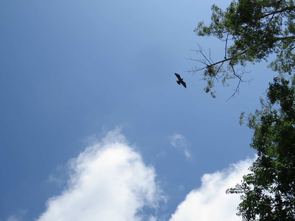 Plumbeous Kite - Scarlet  Cordero Seijas