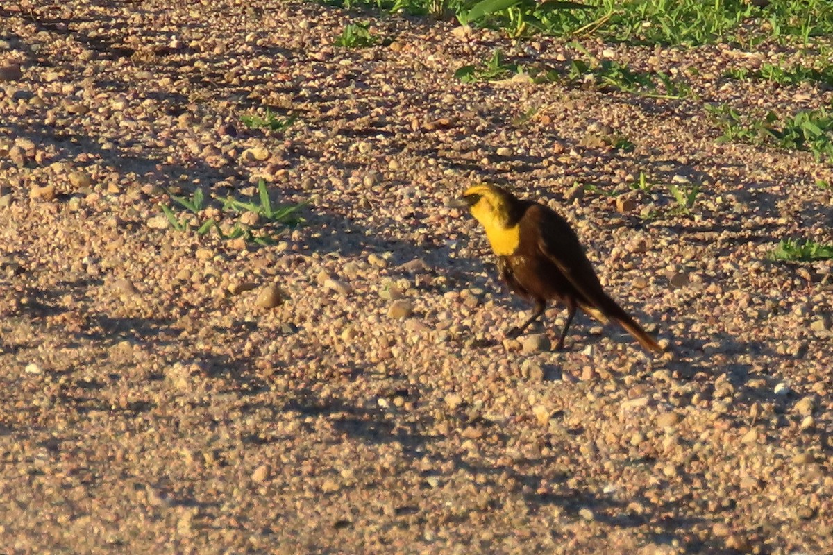 Yellow-headed Blackbird - ML352668321