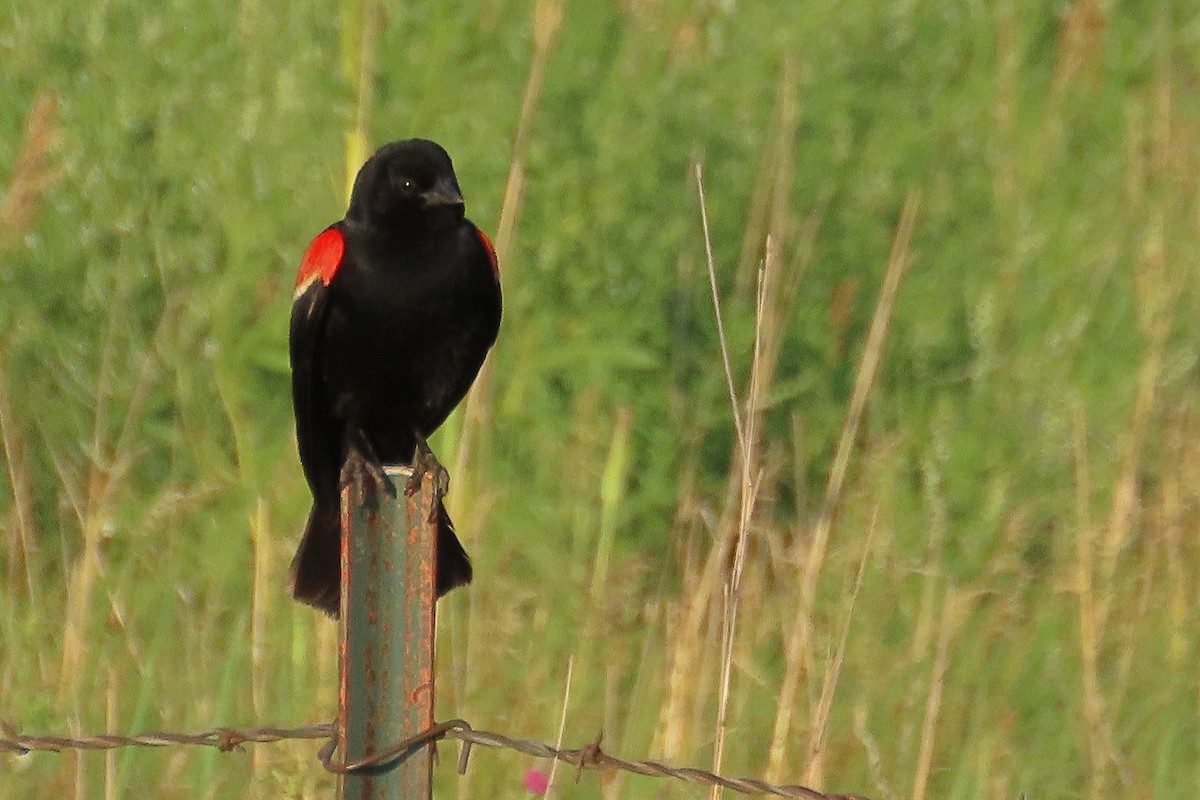 Red-winged Blackbird - ML352668341