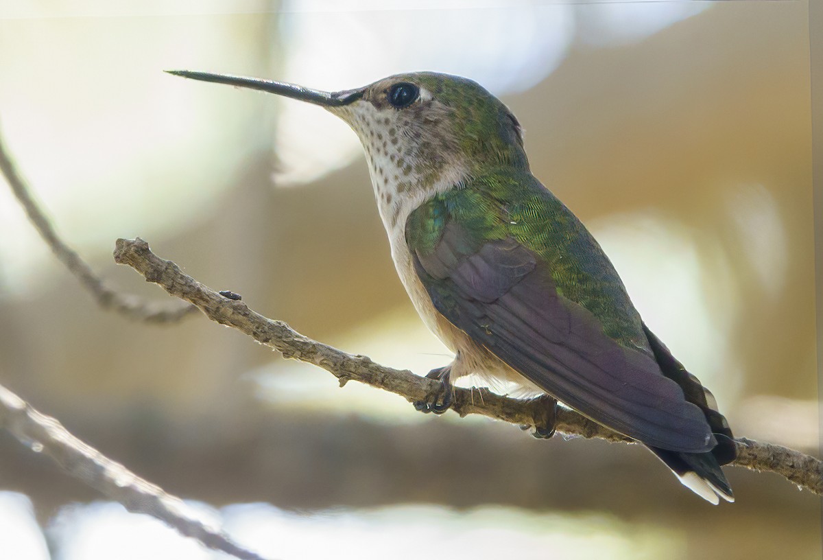 hummingbird sp. - Scott Young