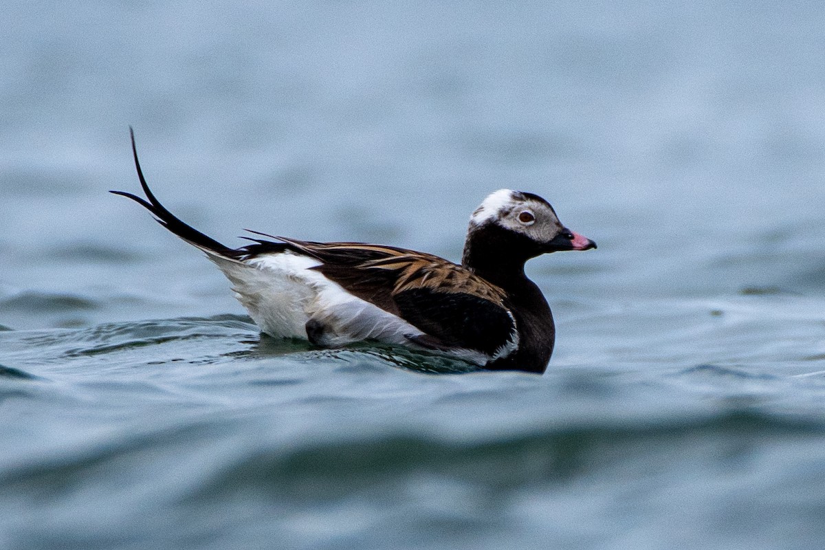 Long-tailed Duck - ML352675651