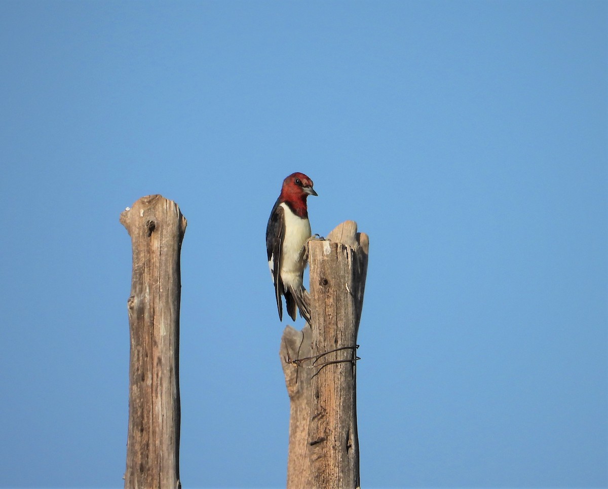 Red-headed Woodpecker - Lori Shuler