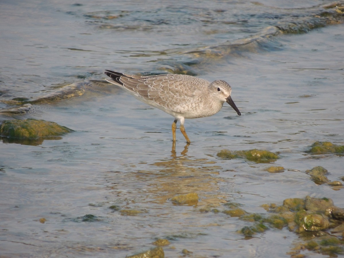 Red Knot - ML35269191