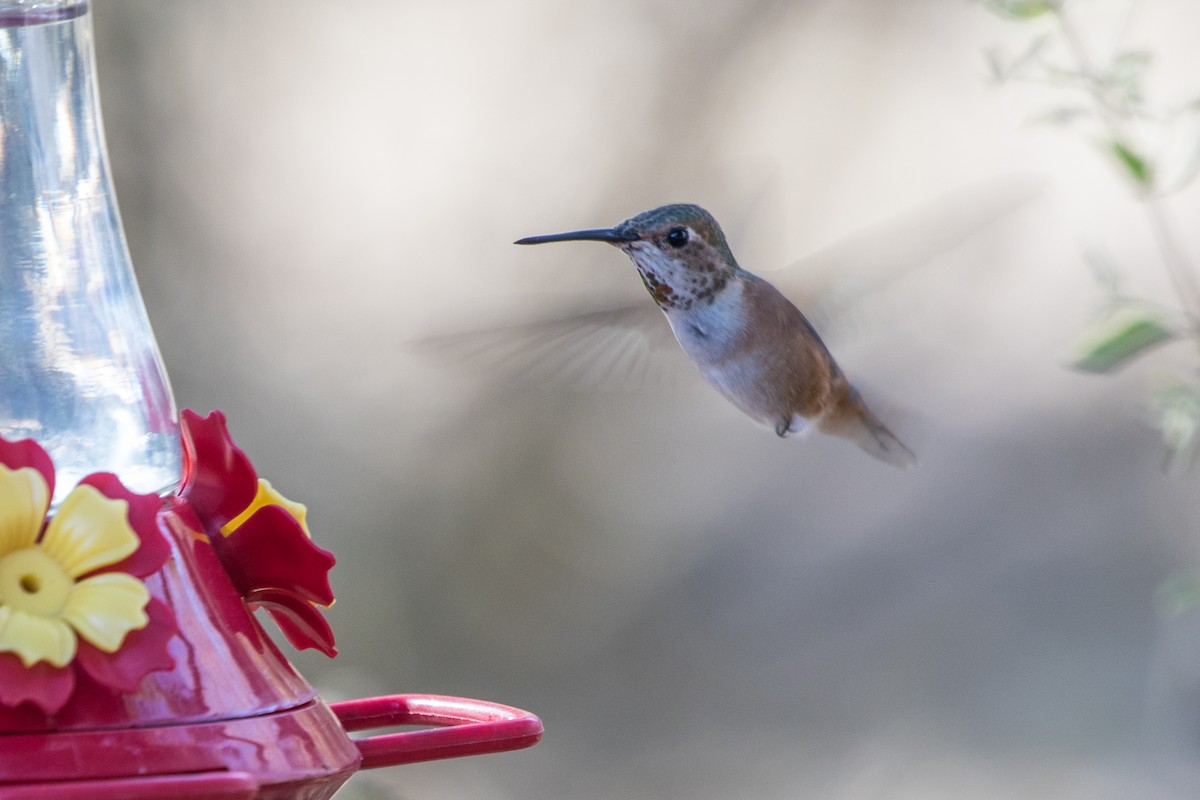 Rufous Hummingbird - Jodi Boe