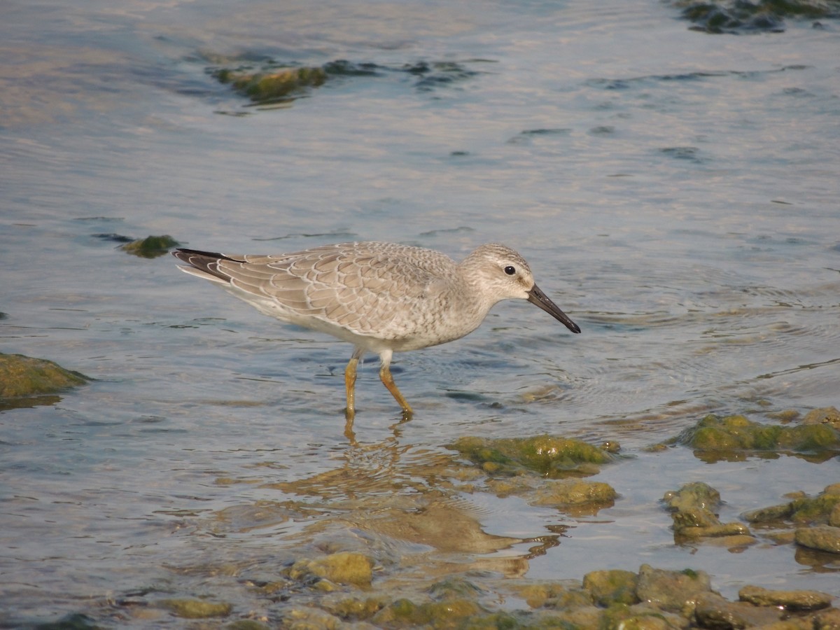 Red Knot - ML35269291