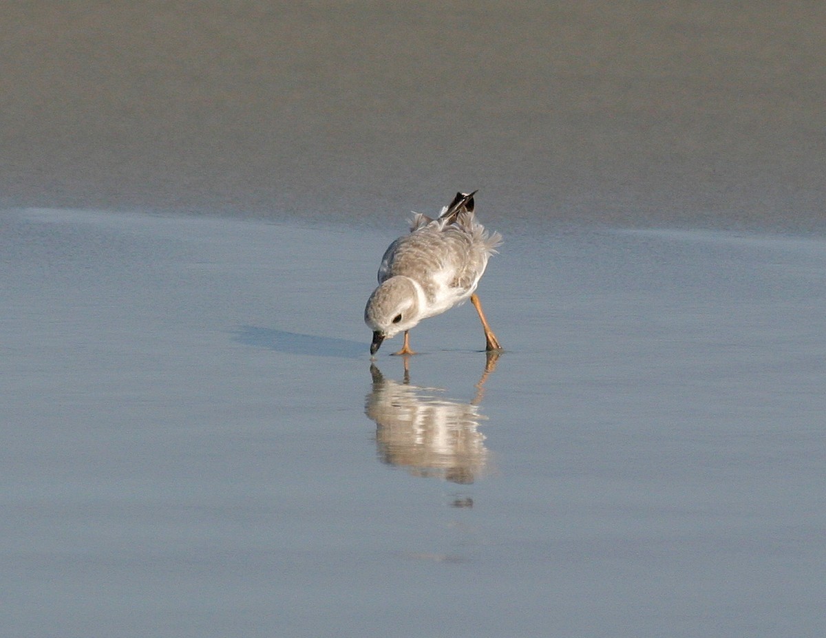 Piping Plover - ML352693281