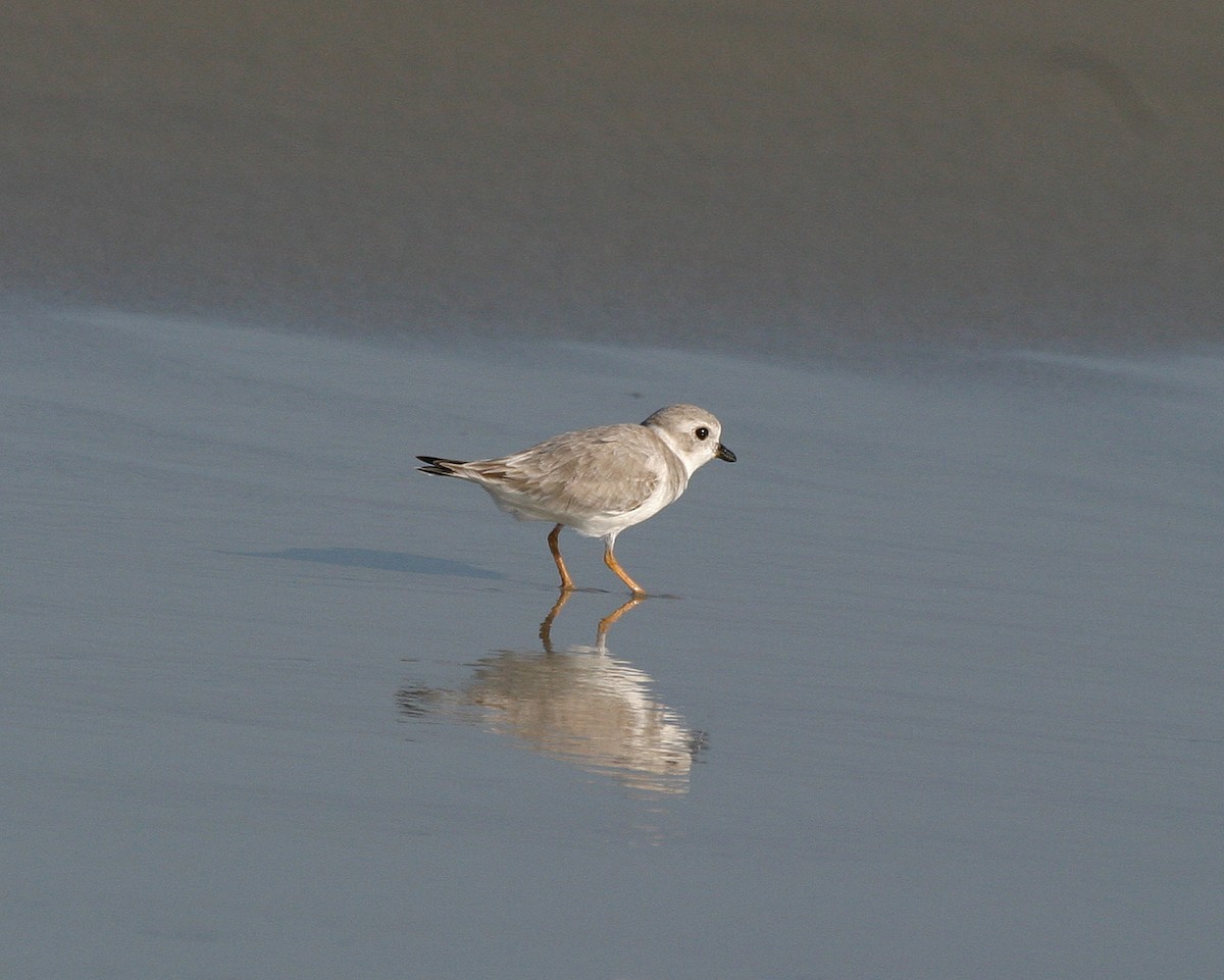 Piping Plover - Pierre Howard