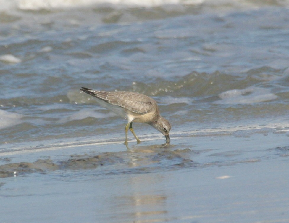 Red Knot - ML352693721