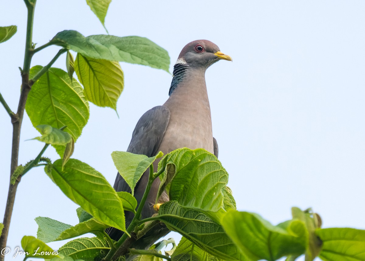 Band-tailed Pigeon (White-necked) - ML352694401