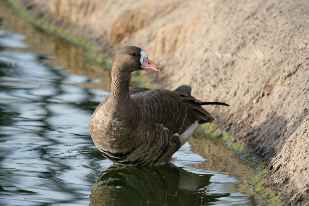 Greater White-fronted Goose - ML35269481