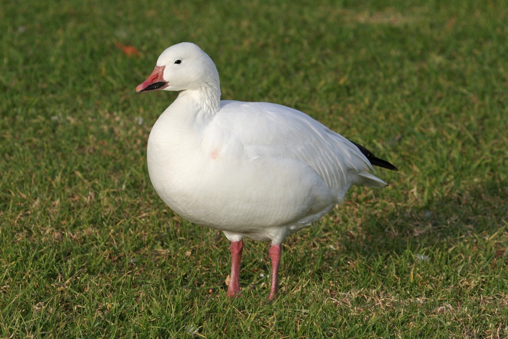 Snow Goose - ML35269561