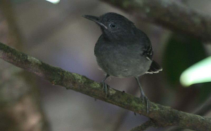 Black-chinned Antbird - ML352697081