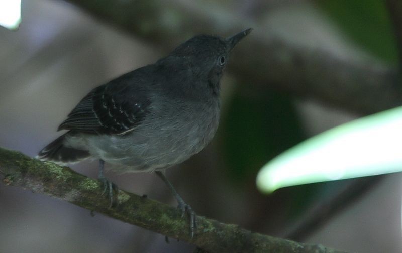 Black-chinned Antbird - Dilia E. García