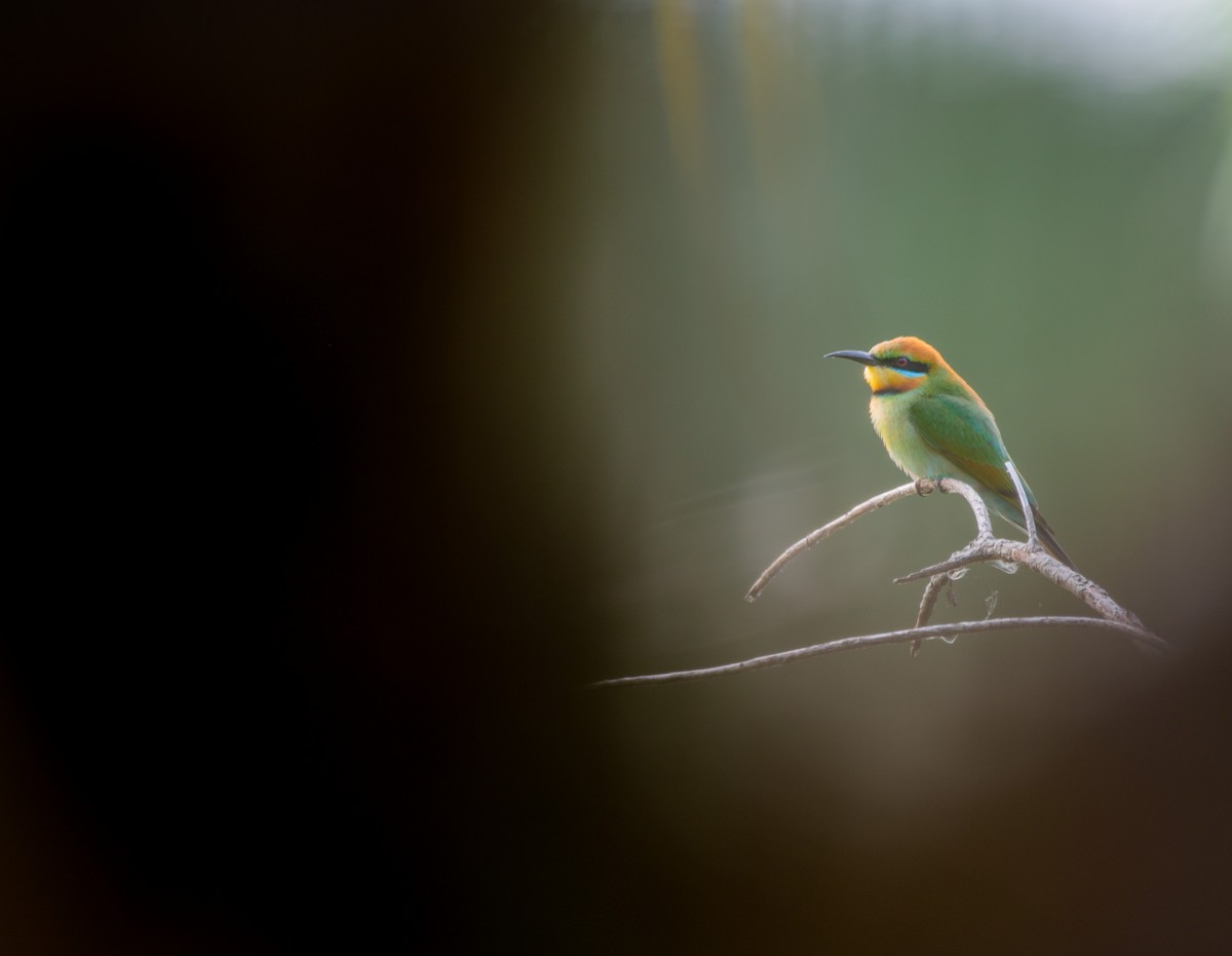 Rainbow Bee-eater - Aidan Powell