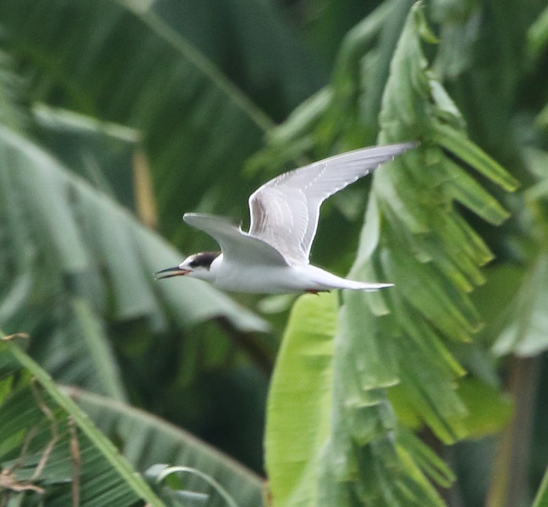 Common Tern - Joseph Mancuso