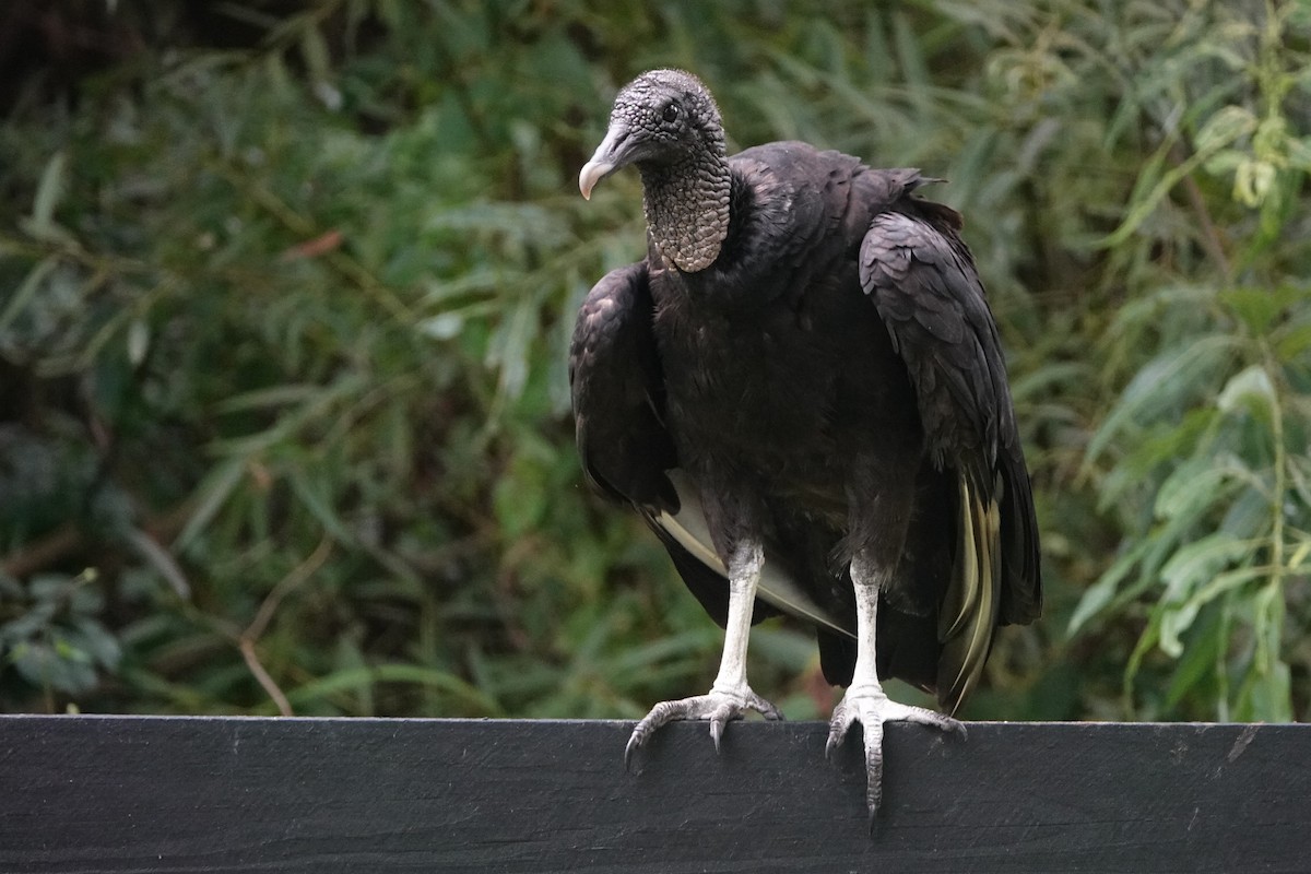 Black Vulture - ML352711361
