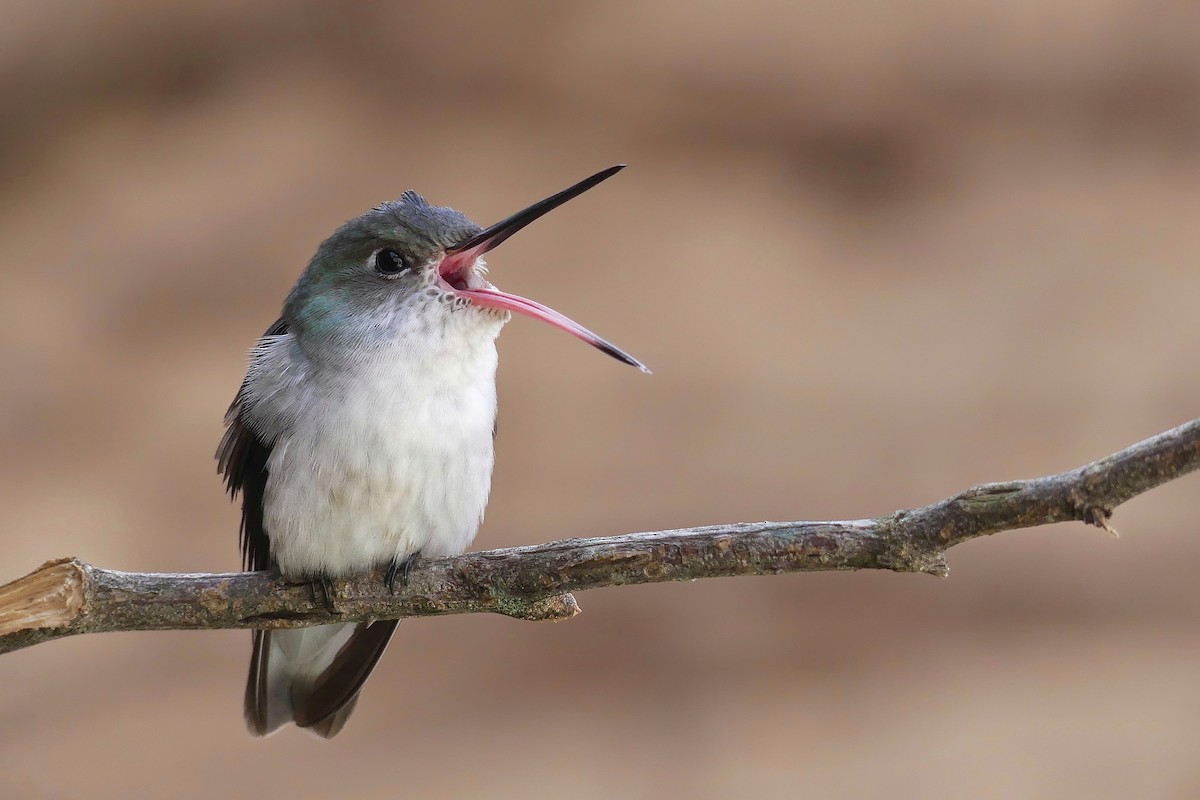 White-bellied Hummingbird - Jorge  Quiroga