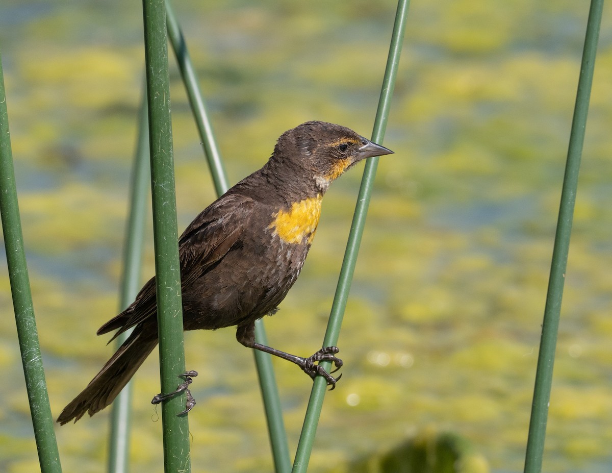 Yellow-headed Blackbird - ML352712431